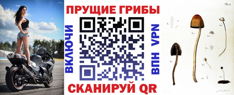 Галлюциногенные грибы Psilocybe  Слободской 